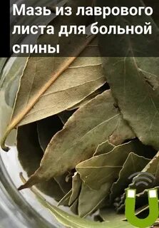 Мазь из лавровых листьев