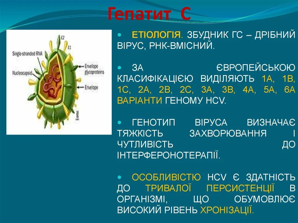 Генотипирование вируса гепатита с 1b что это такое. Генотипы вирусного гепатита в. Гепатит с генотип 3а. Генотип 1 вируса гепатита с.