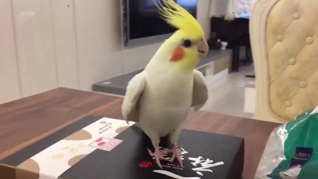 Танцующий попугай видео. Белый попугай танцует. Синеочковый какаду. Смешные попугаи видео. Танцующий попугай.