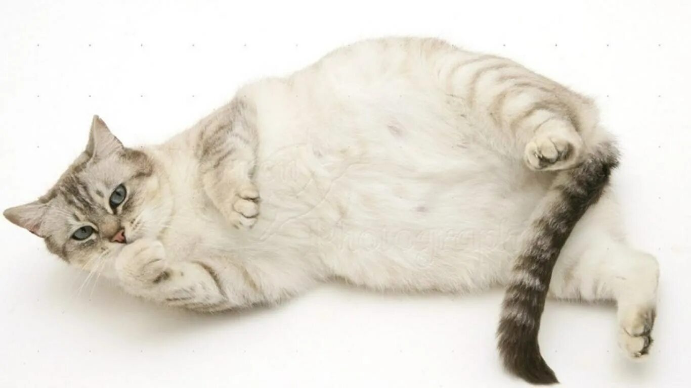 Беременность кошки. Беременная белая кошка.