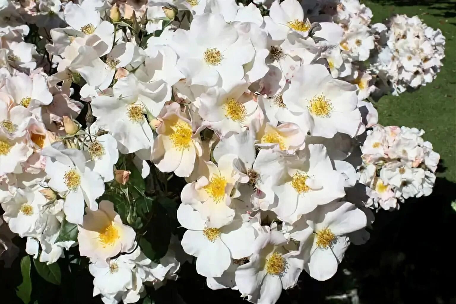 Розалит