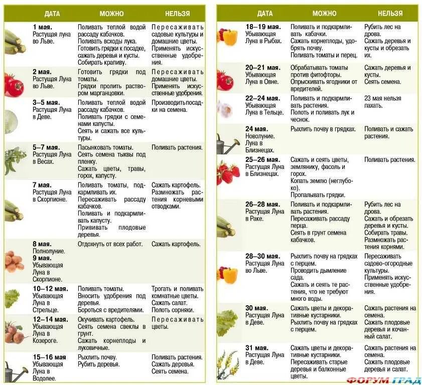Что можно сеять сегодня. Когда что сажать на огороде. Когда садить овощи. Таблица совместимости растений на грядке. Соседство овощей на грядках таблица.