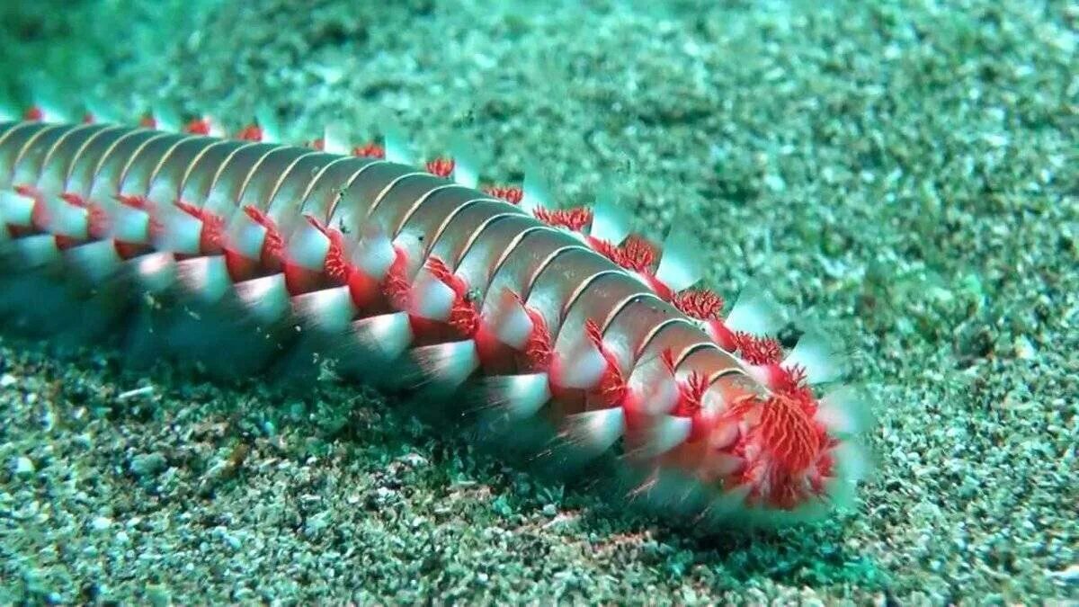 Многощетинковые кольчатые черви. Морские многощетинковые черви. Кольчатый червь многощетинковые черви. Морские многощетинковые кольчатые черви.