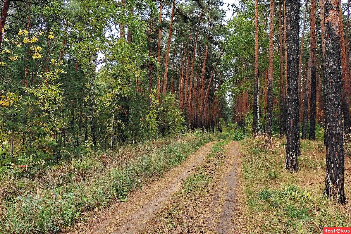 Каштакский бор. Каштакский Бор Челябинск. Лесопарк Каштакский Бор Челябинск. Каштакский Бор фотосессия. Каштакский Бор Соколиная гора.