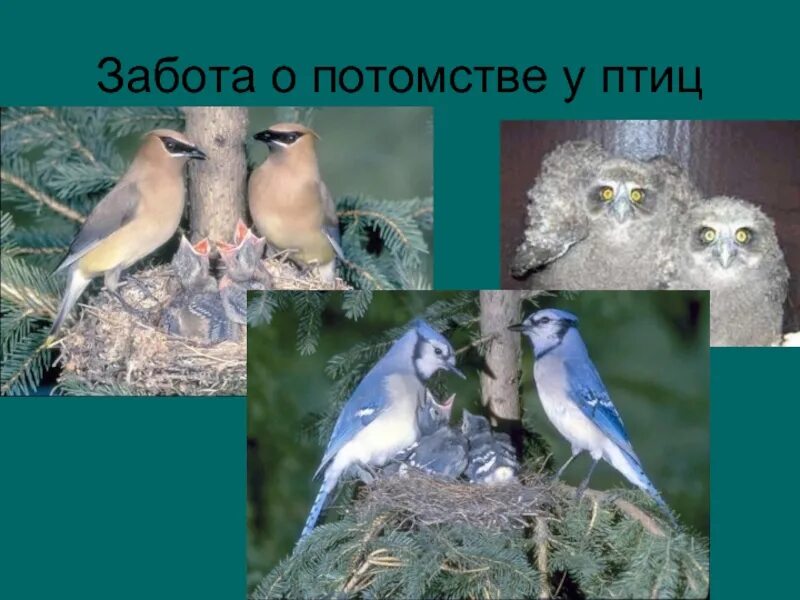 У птиц развита забота о потомстве. Забота о потомстве. Птицы заботятся о потомстве. Птицы которые не заботятся о своем потомстве. Виды заботы о потомстве у птиц.