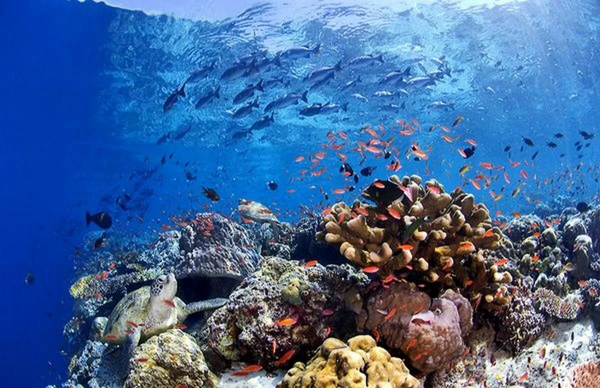С участием живых организмов происходит мирового океана. Живые организмы обитающие в Водах мирового океана. Жиавой организмы океана. Организмы обитающий в мировом океане. Организмы, свободно плавающие в мировом океане.