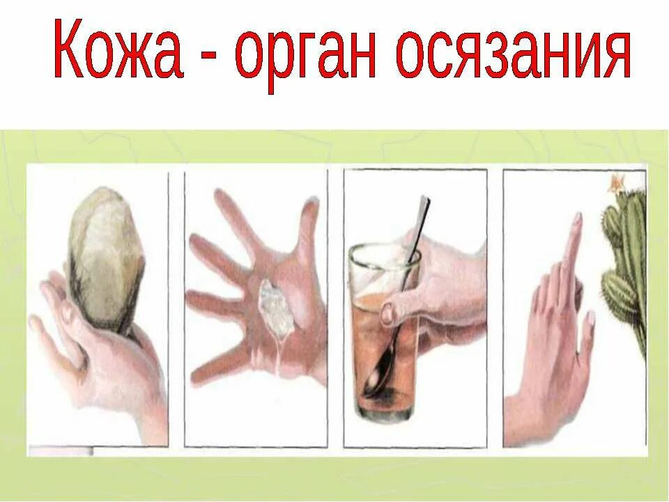 интересные факты о коже человека. окружающий мир 3 класс рабочая тетрадь поглазова шилин. какая кожа на ощупь у человека. какая кожа на ощупь у человека. если попытаться оттянуть кожу то она 3 класс ответы.