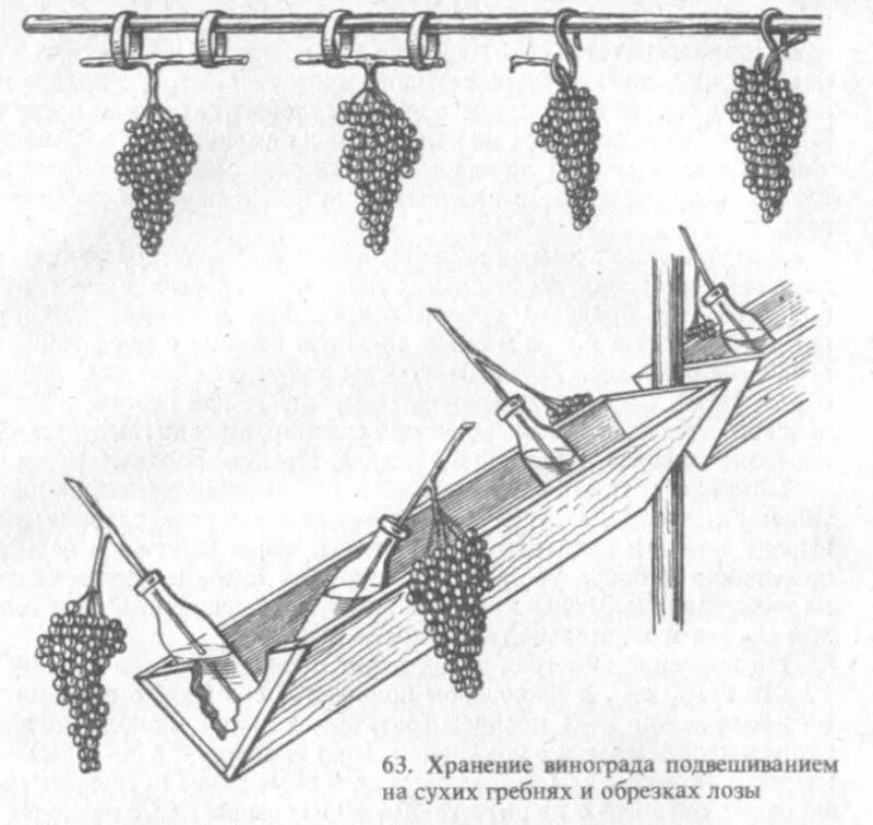 Хранение винограда на зиму. Хранение винограда. способы хранения винограда. виноград подвесить. приспособление для сбора винограда.