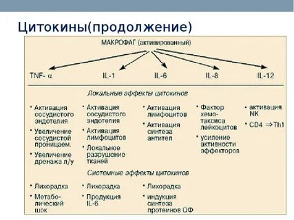 Основные функции макрофага