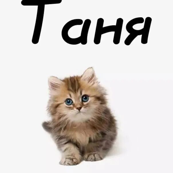 Котенок Таня. Имя Галя. Картинки с именем Таня. Галя имя надписи. Ира таня галя и кот мурзик