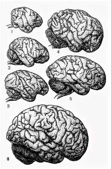 Какой мозг у приматов. Головной мозг обезьяны. Мозг обезьяны строение. Головной мозг приматов. Строение головного мозга обезьяны.
