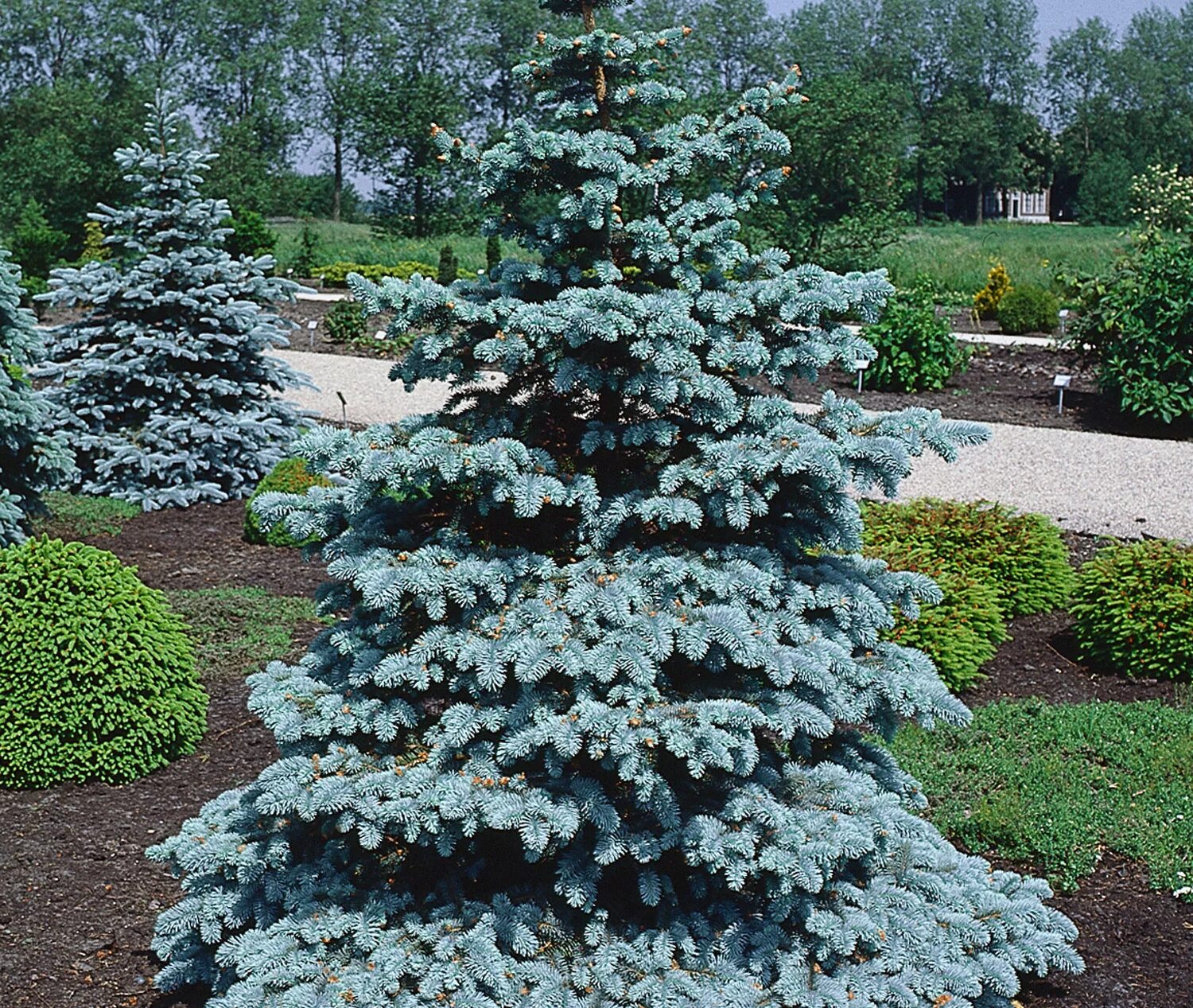 ель глаука глобоза. хупси голубая ель. как ухаживать за голубой елью. канадская ель хупси. ель колючая picea pungens glauca.