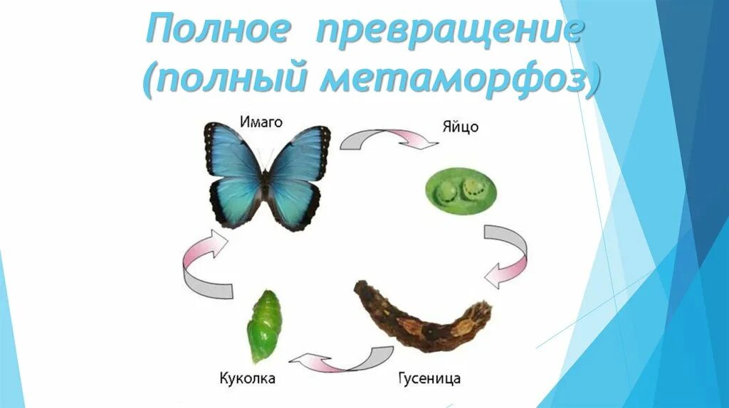 Полное превращение. Метаморфоз с полным превращением. Хема полного превращения?. Схема полного Метаморфоза. Метаморфоз 20