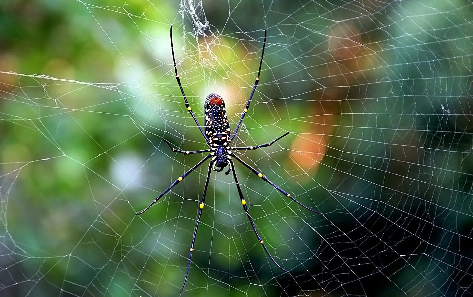 Spider 7. Spider 7. Argiope aetherea. комнатные пауки. паук 7 ног.