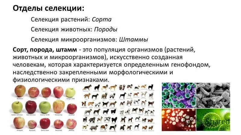 Штаммы микроорганизмов примеры. Искусственно созданная человеком популяция организмов. Искусственно созданная человеком популяция организмов. Породы животных сорта растений штаммы микроорганизмов. Искусственно созданная человеком популяция организмов.