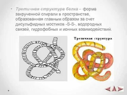 Третичная структура белка вид связи
