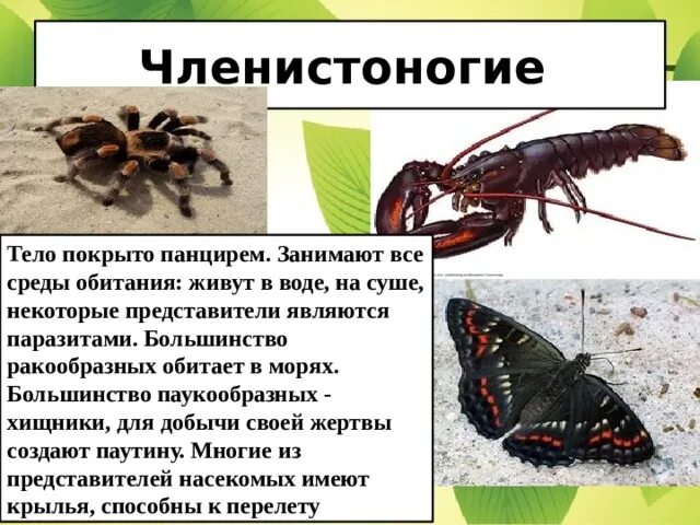Жизнь животных членистоногие. Членистоногие обитание. тело членистоногих покрыто. среда обитания членистоногих. беспозвоночные членистоногие.