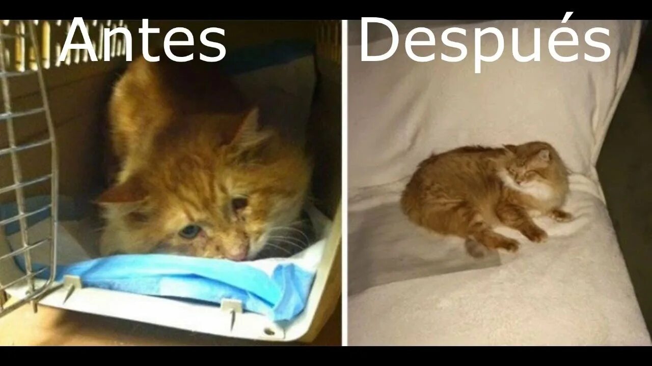 Коты перед смертью уходят. Кошки до и после приюта. Рыжий кот приют. Бездомные котята до и после.