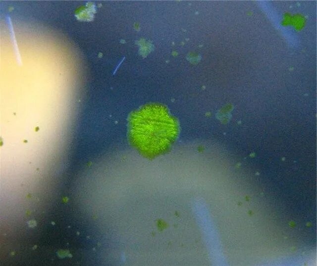 Водоросль Ксенококус. Зелёный налёт на стенках аквариума. Зелёные водоросли на стенках аквариума. GDA водоросли.