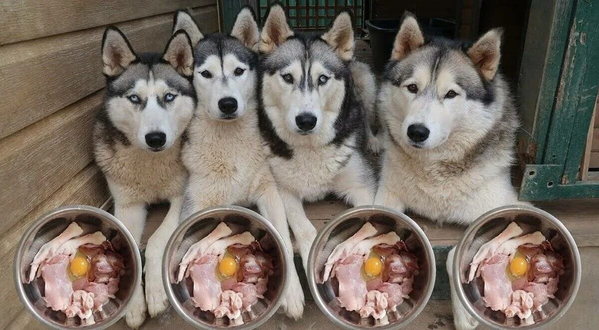 Где ели собак. Питание Сибирский хаски. Сибирский хаски рацион питания. Еда для хаски. Натуральная еда для собак.