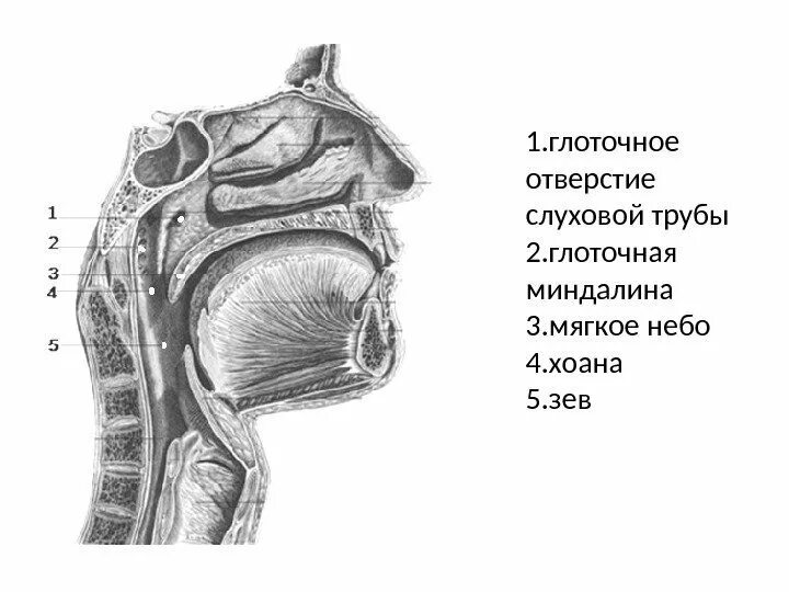 Глоточное отверстие трубы. Глотка глоточное отверстие слуховой трубы. Трубный валик слуховой трубы. Глоточное отверстие слуховой трубы трубный валик.