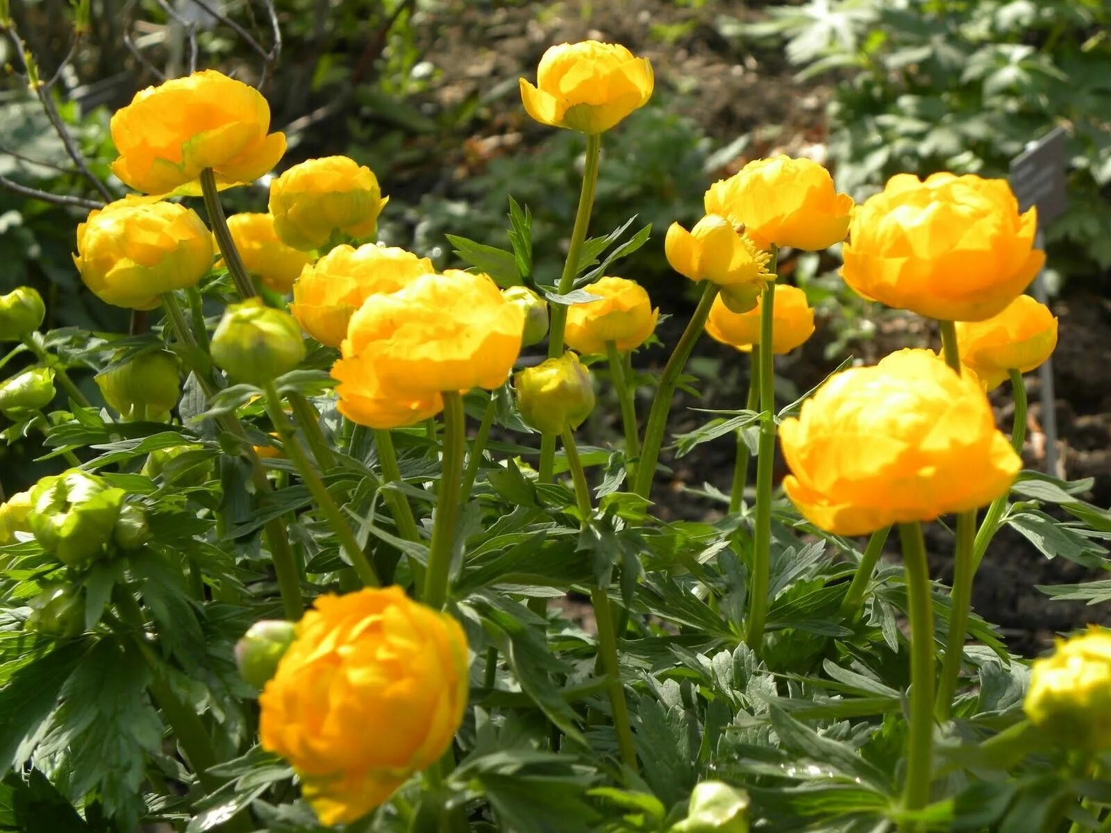 Купальница уход. Купальница europaeus. Купальница (trollius). Купальница уход. Купальница европейская.