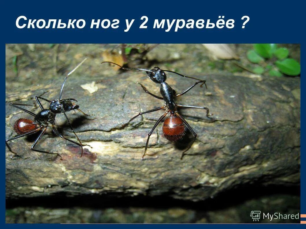Муравья сколько букв. Сколько ног у муравьев. сколько ног у муравья. количество ног муравьев.