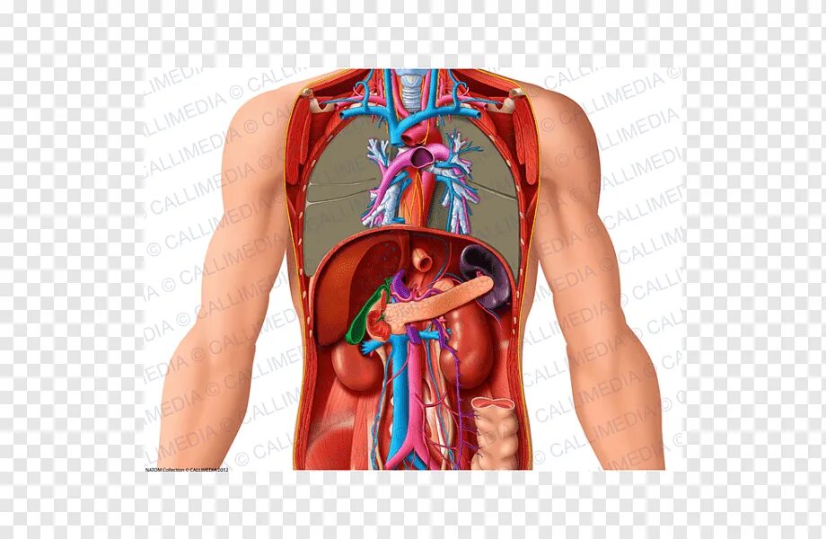 Органы в пояснице. Внутренние органы. Тело человека органы. Органы грудной клетки человека.