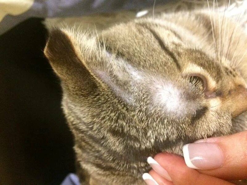 Кошка шерсть вся в чёрных крошках. Кошачье ушко. Кошки над ушами. Кошки над ушами. Кошкины уши.