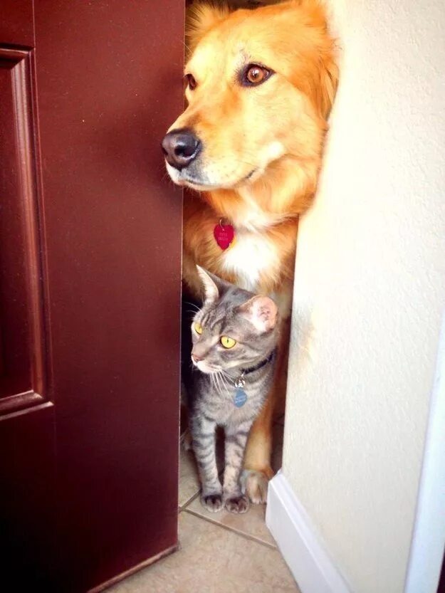 Собака закрывает дверь. Собака ждет хозяина. Щенок ждет у двери. Дверь для собаки. Животные ждут хозяев.