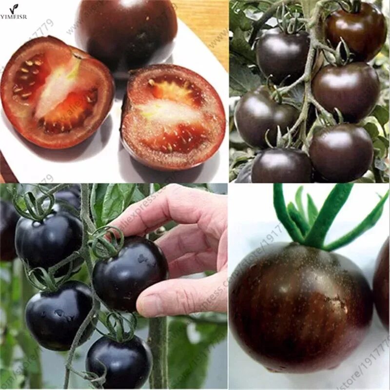 Купить семена черного томата. Томат черри черный принц. Томат черный черри. Семена томат Блэк черри. Семена помидоры черри черные.