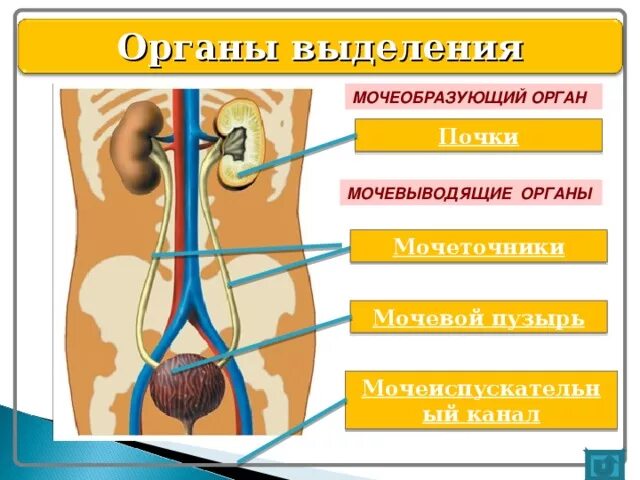 Транспорт продуктов распада к органам выделения. Схема выделительной системы человека 6 класс. Строение системы органов выделения. Системы органов человека выделительная система. Выделительная система человека схема 3 класс.