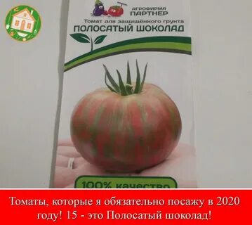 Полосатый шоколад характеристика