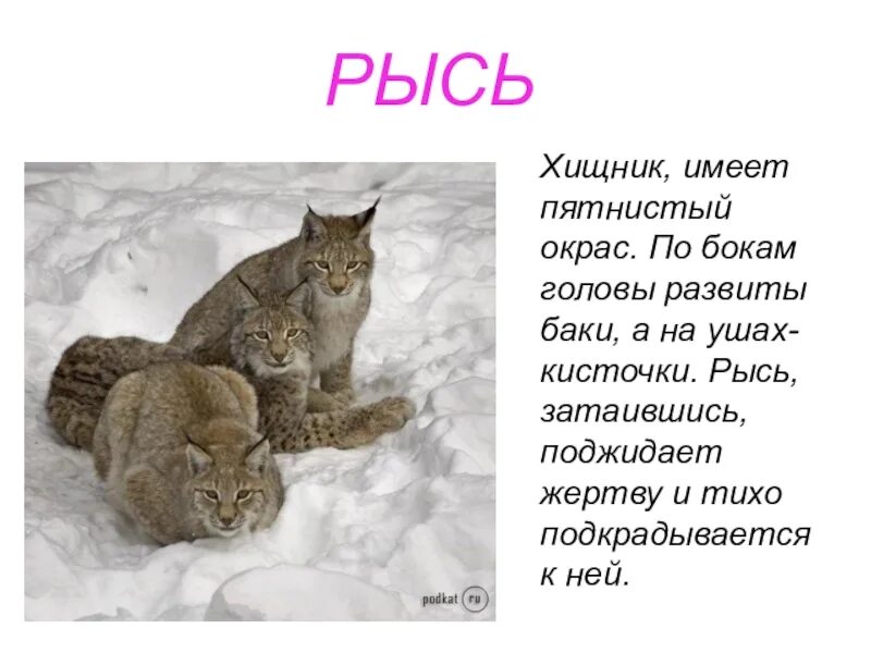 Рассказ о рыси. Рысь описание. Маленький доклад про Рысь. Небольшой рассказ о рыси.