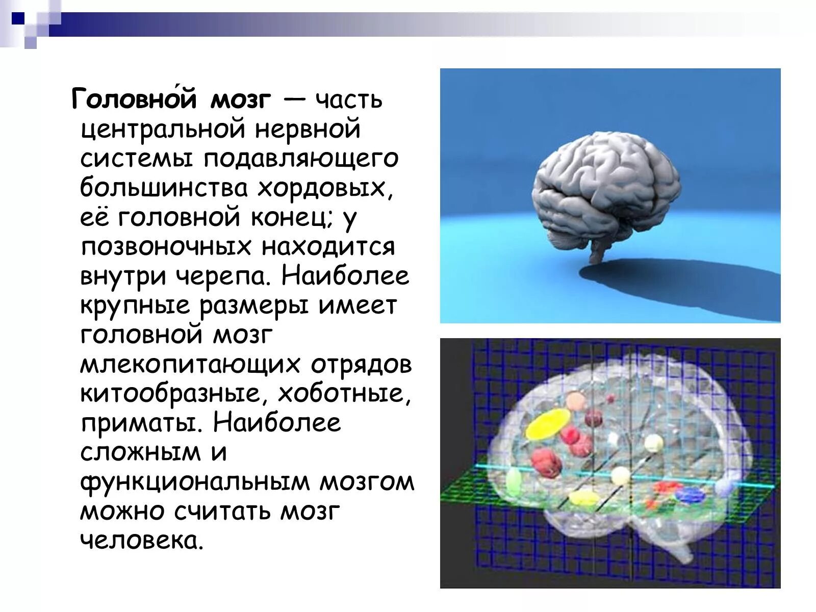 Мозг человека доклад. Сообщение о мозге. Интересное про мозг. Рассказ про мозг.