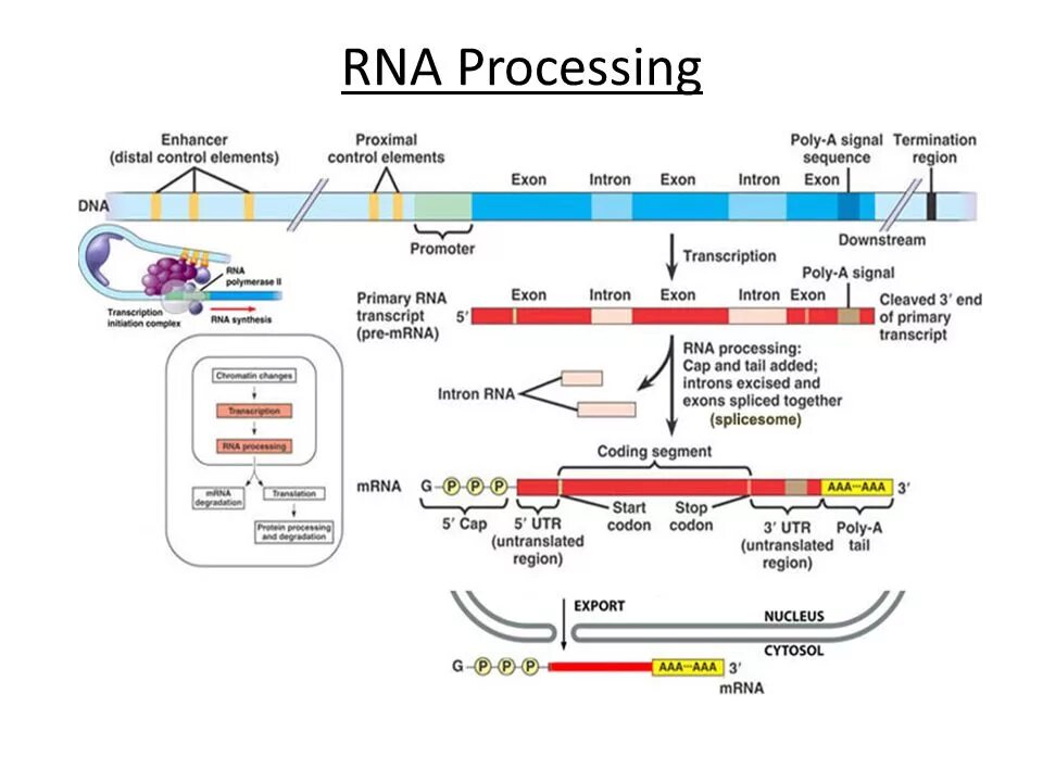 Процессинг РНК схема. Процессинг и сплайсинг. Процессинг РНК этапы. Схема транскрипции и процессинга.