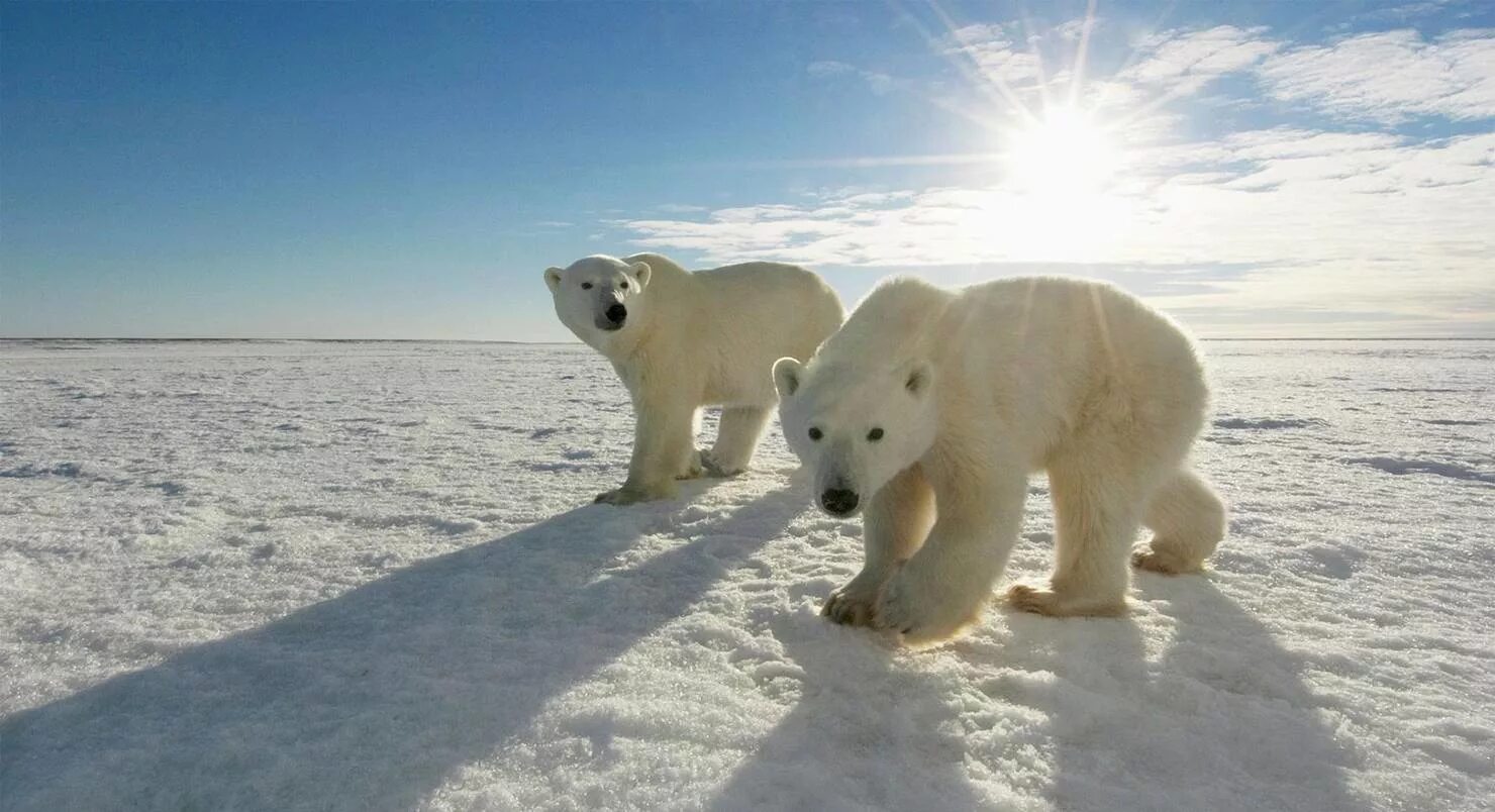 На полюсах всегда день. Северный полюс белые медведи. Белый медведь на Северном полюсе. Южный полюс белые медведи. Белый медведь на севере.