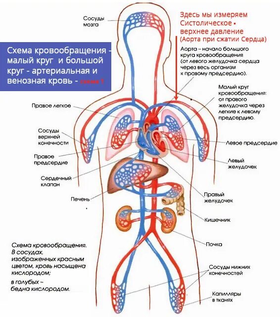 Кровь насыщается кислородом в легких