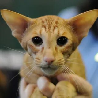 Ушастые коты