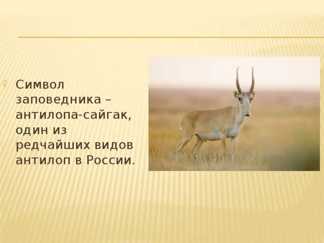 Где живет сайгак природная зона. Отличия и сходства сайгака и антилопы. Сайгак на карте России. Среда обитания антилопы Сайгак в России на карте.