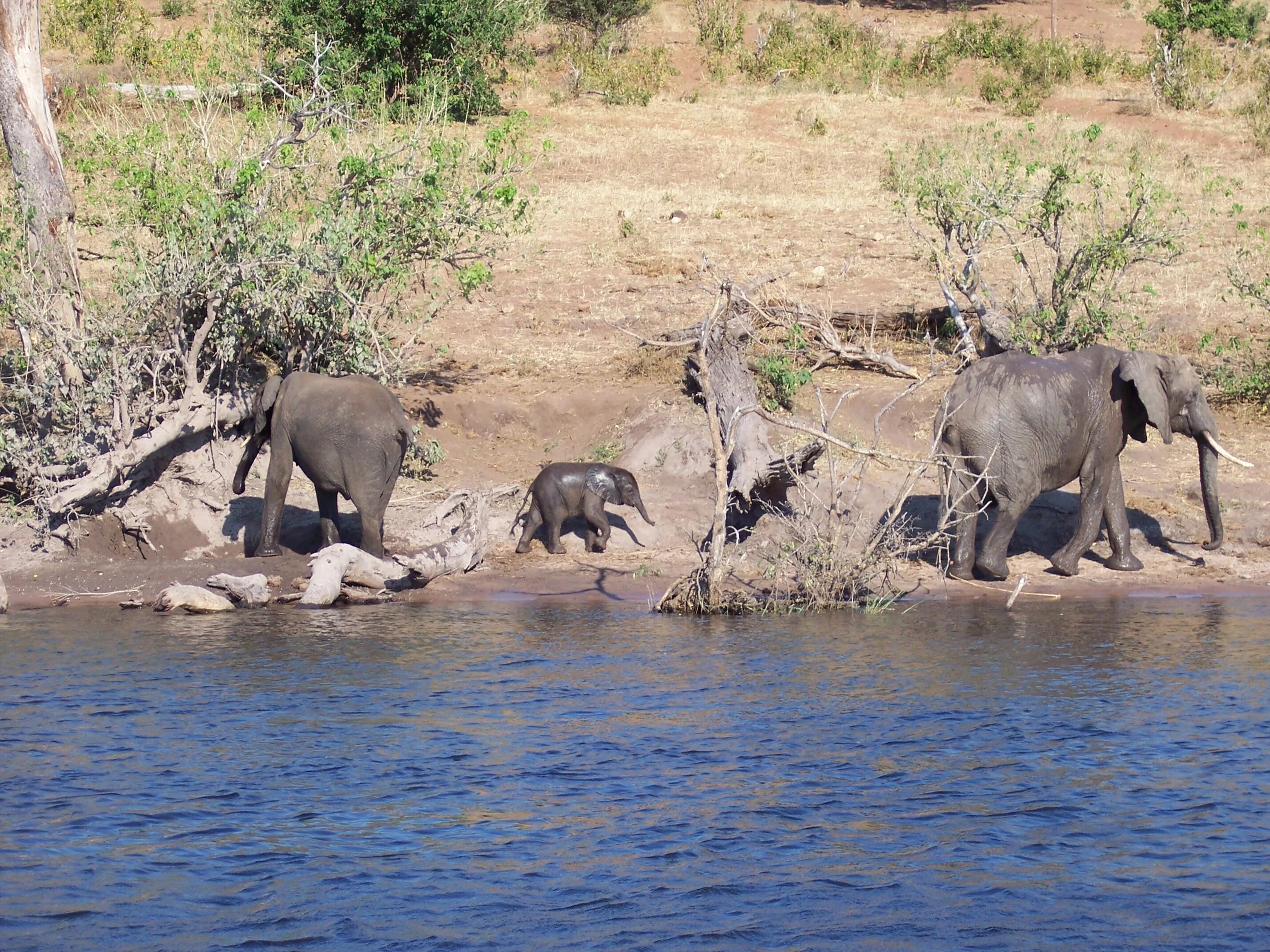 Ботсвана Саванна. Слон река. Слон река ископаемый. Слоны в речке.