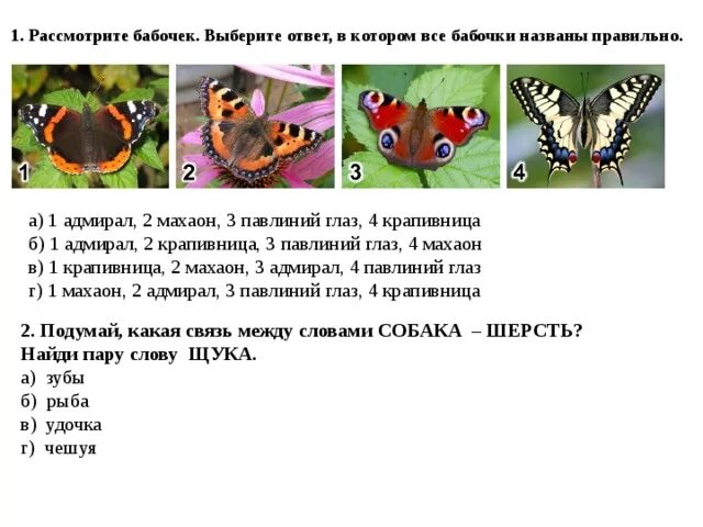 Какую среду освоила крапивница. Дневной павлиний глаз бабочка. Бабочка павлиний глаз описание. Стадии развития бабочки павлиний глаз. Бабочка павлиний глаз температура тела.