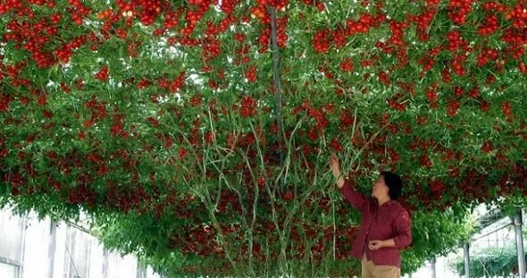 Flower pots planters Vegetables fruit seeds Pepper tree seeds chili Tree Bonsai 