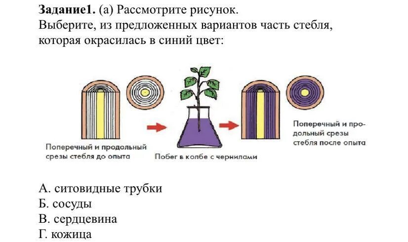 Окрашенная часть стебля. Продольный срез побега. Какой слой стебля Окрасился. Какая часть стебля окрасилась. Какой слой стебля окрасился в подкрашенной воде