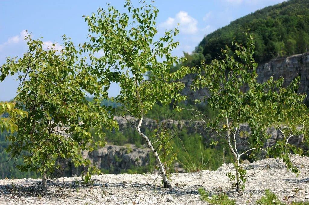 Карликовая берёза в тундре. Растительность тундры карликовая береза. Карликовая береза информация. Среда обитания карликовой березы. Карликовая береза доклад.