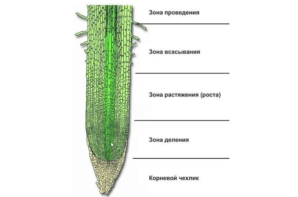 Какое строение отсутствует. Зоны деления корня корневой чехлик. строение чехлика корня. строение корневого чехлика биология 6. зона растяжения корня.