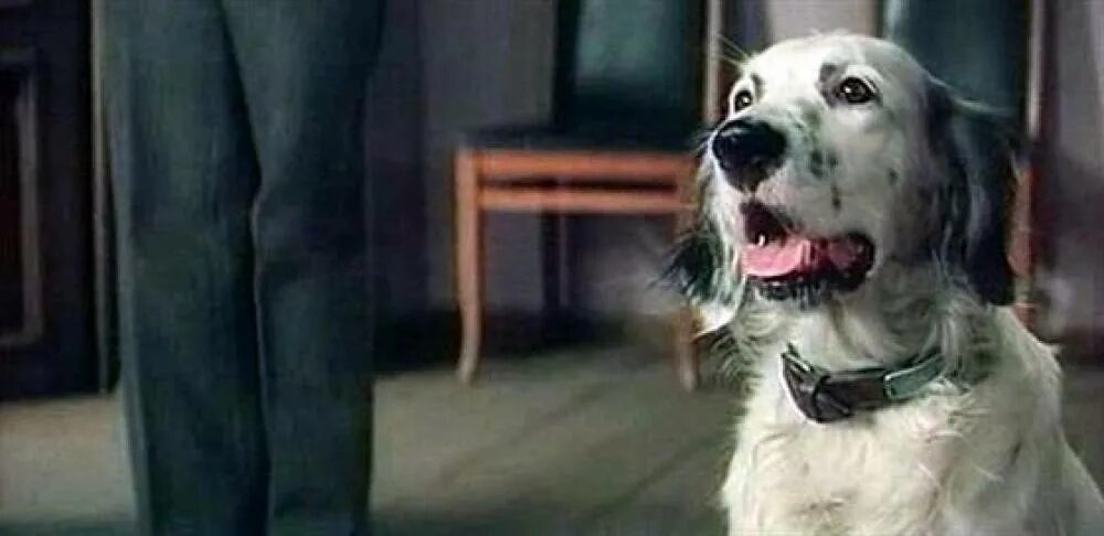 пять минут тишины сериал собака пузырь. 5 минут тишины какая собака. 5 минут тишины какая собака. пять минут тишины сериал собака пузырь. 5 минут тишины какая собака.