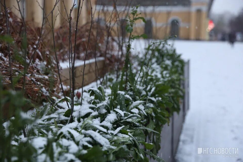 засыпанные снегом луга. тротуар с горки. березовая аллея зимой. восьмёрка засыпанная снегом. очень белый снег.