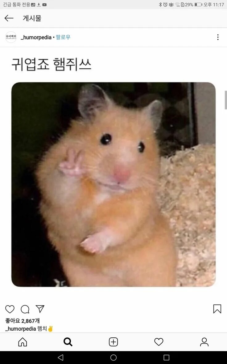 Хомяк показывает два пальца. Хомячок на пальце. Хомяк показывает два пальца. Хомяк машет лапкой. Хомяк показывает два пальца.