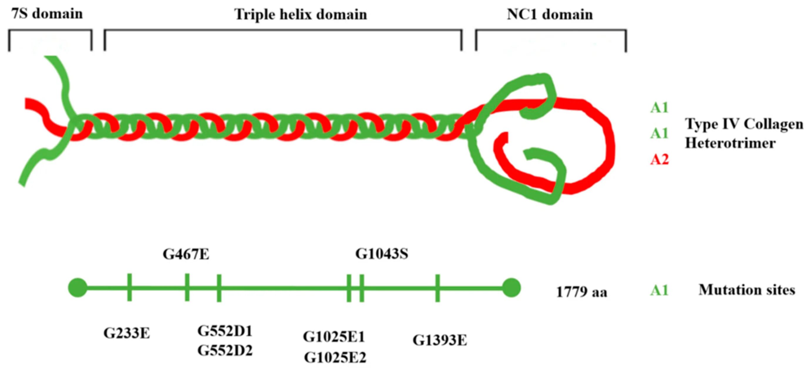 Коллаген 4. Ген col4a1. Type 1 Collagen structure. Type 1 and Type 2 Collagen.